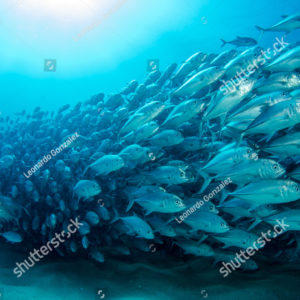 Frozen Fish